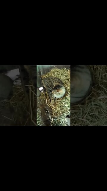 It's afternoon and Skippy is still sleeping on the hay