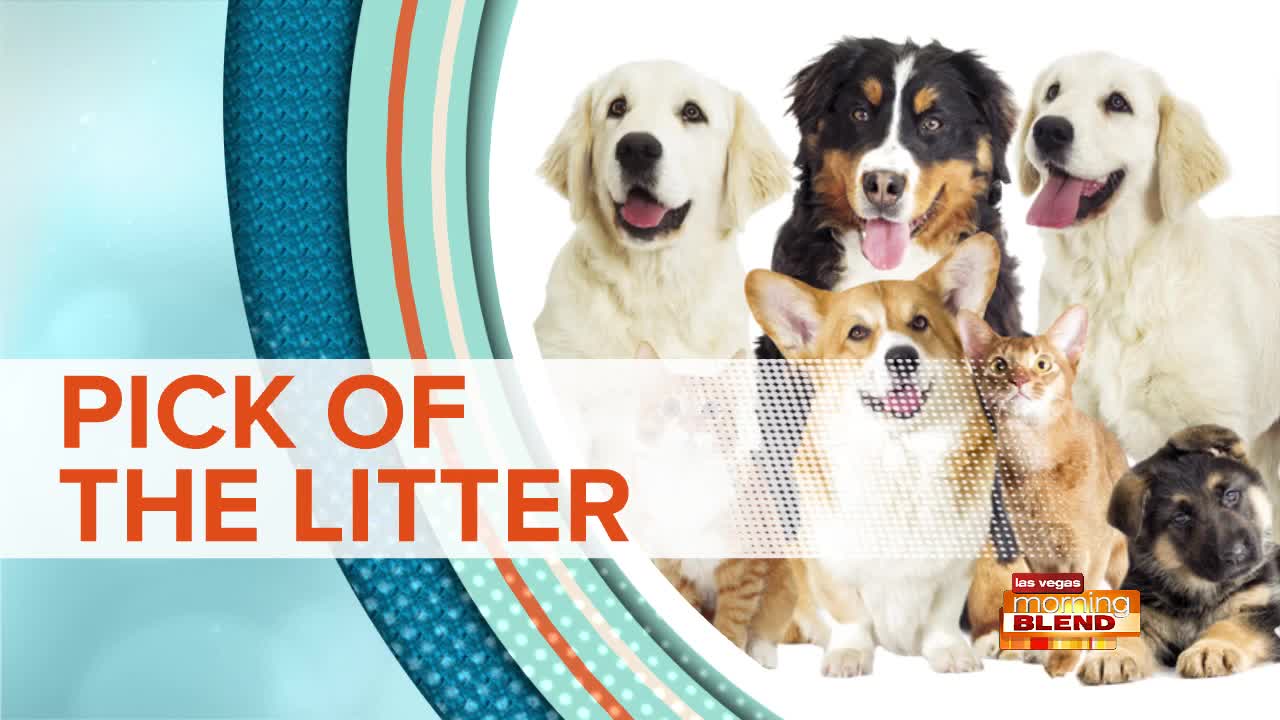 Picks Of The Litter: Avery & Aspen