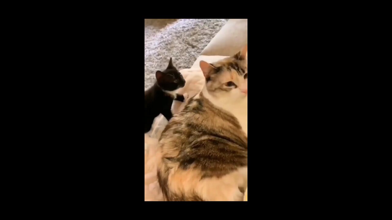 New cat and funny cat video