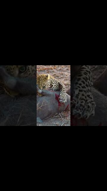 Leopard vs Warthog #shorts