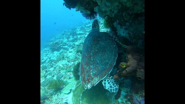 Hawksbill turtle