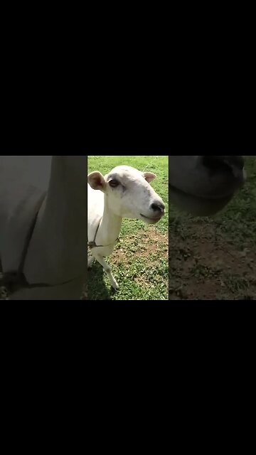 Run Dem Sheep First Class