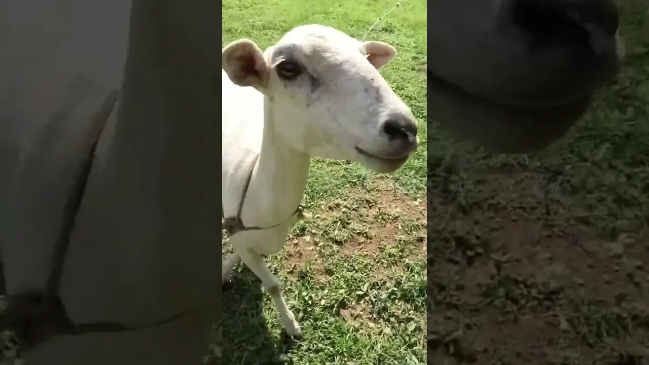 Run Dem Sheep First Class