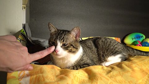 Cat Does Not Want to Be Touched