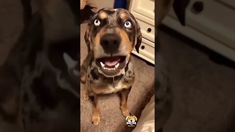 Why We Love Funny Dog Videos