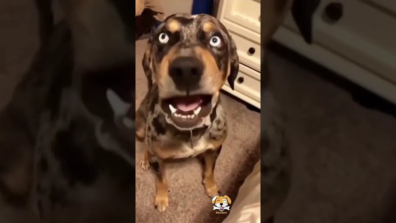 Why We Love Funny Dog Videos