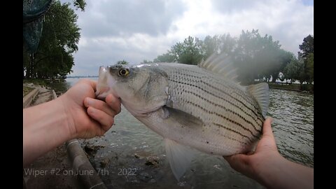 Wiper #2 - Johnson Lake Inlet - 6-7-2022