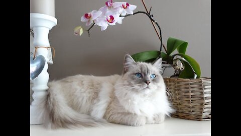 Cute Baby Cats And Funny Animals
