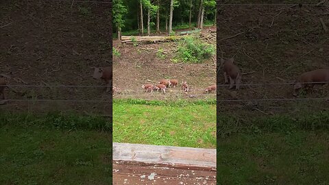 Piglets out the Back Door @UncleTimsFarm #kärnəvór #carnivore #shorts #hereford #freerangepigs