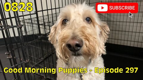 [0828] GOOD MORNING PUPPIES - EPISODE 297 [#dogs #doggos #doggies #puppies #dogdaycare]