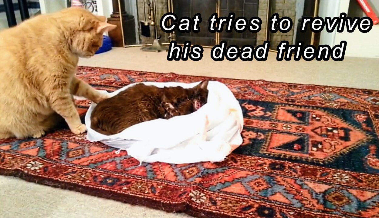 Cat tries to revive his dead friend