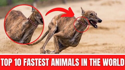 Fastest Animals In The World - Top 10 fastest animals in the world || Fastest Animals