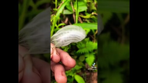 Amazing Amazon caterpillar with excruciating sting.