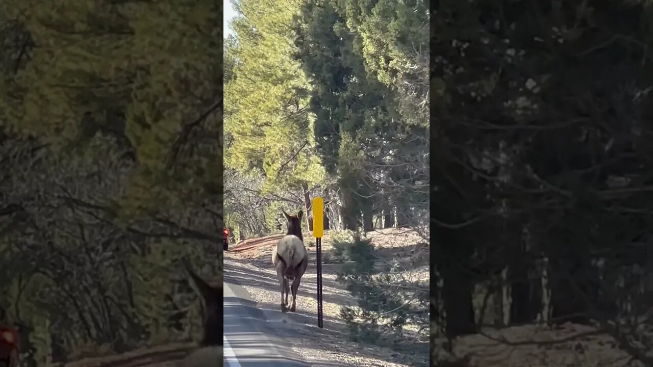 Found this gal today just trotting along. #elk #grandcanyon