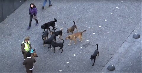 Police Dog Attacked BY group of Stray Dogs. Must watch