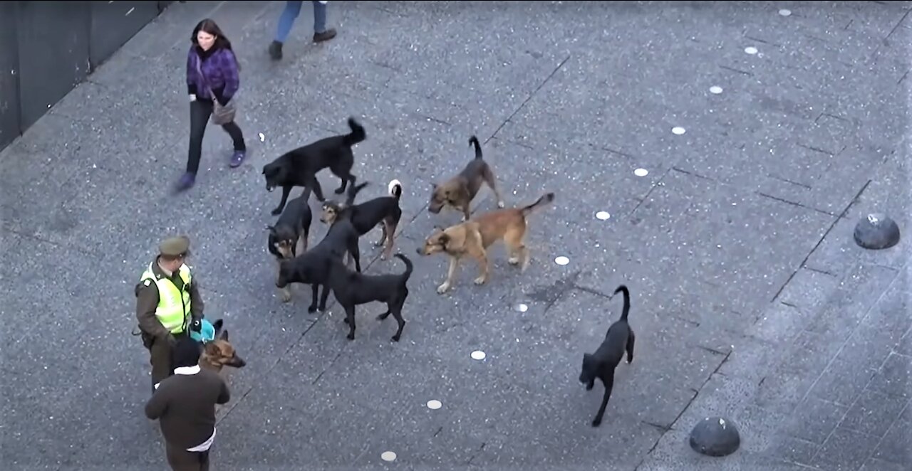 Police Dog Attacked BY group of Stray Dogs. Must watch