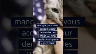 Les chats miaulent uniquement pour communiquer avec les Humains #shorts #chat