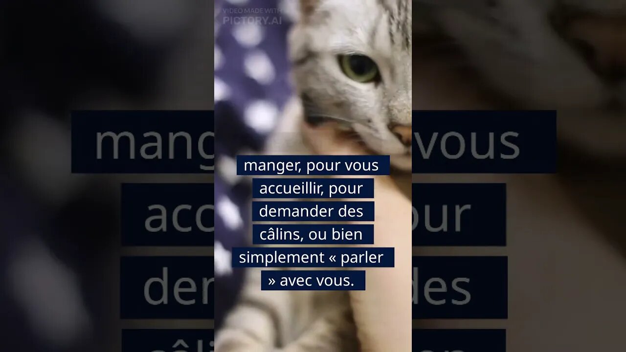 Les chats miaulent uniquement pour communiquer avec les Humains #shorts #chat