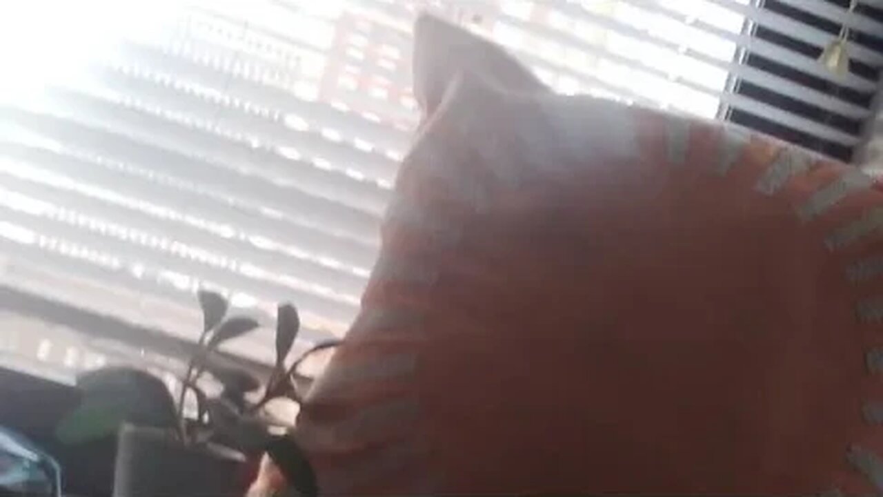 A Ride On Down To Olde City F.B.I. 🐙🦚