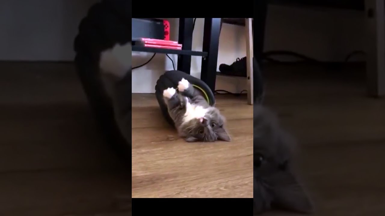 Funny Cat Video | Funny Animals Fails