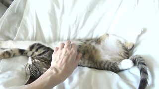 Cute Kitten Likes Being Tickled