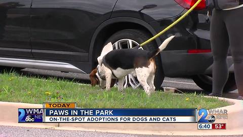 Paws in the Park