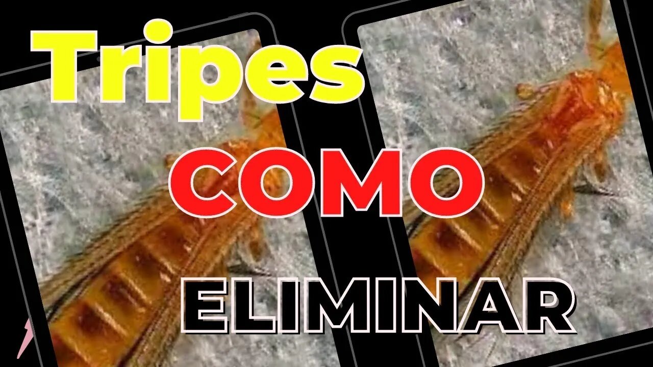 #COMO#ACABAR#COM#TRIPES#NATURAL