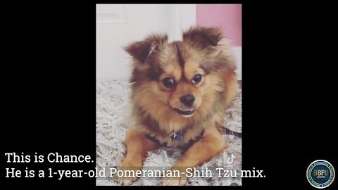 Video shows brazen theft of Pomeranian from Boynton Beach yard