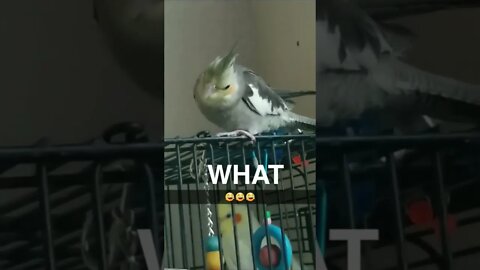 LEGGY THE BIRD DOESN'T APPROVE