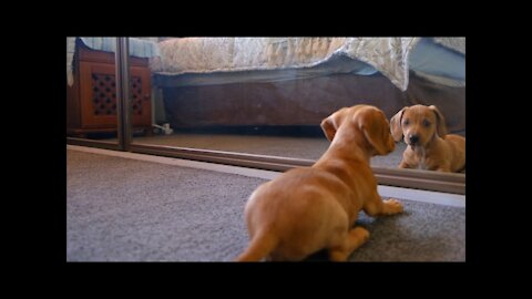 Funniest Dog First time in Mirror Reaction