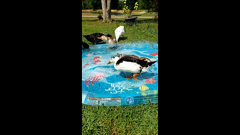 splash pad ducks