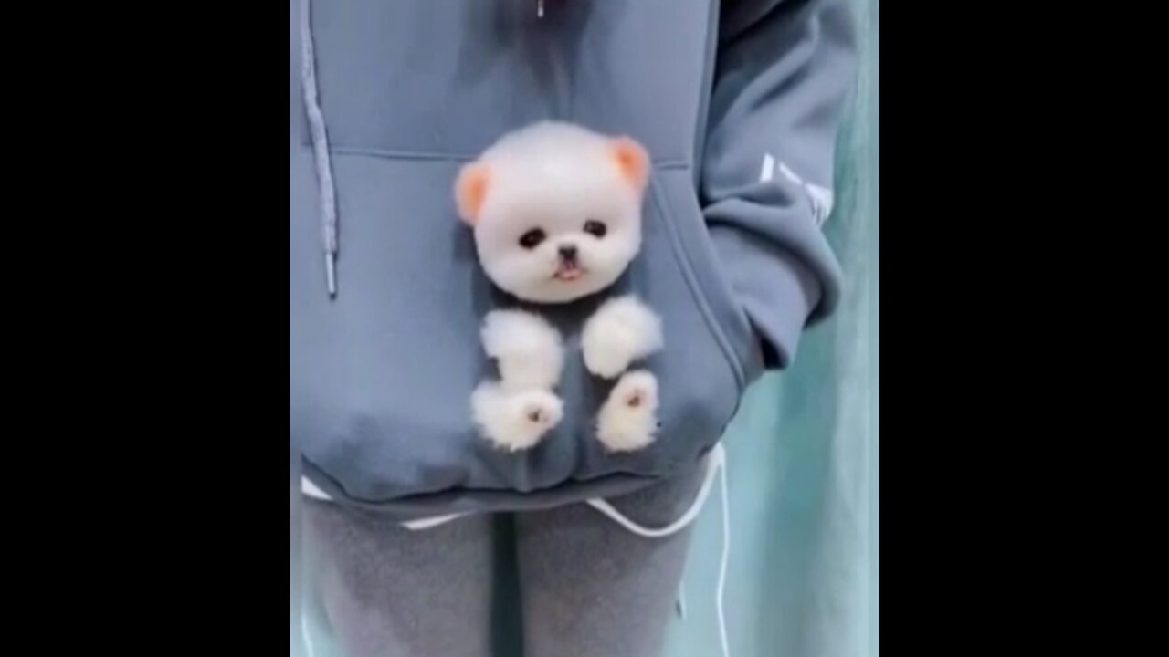 Ciute Vary ciute papy see
