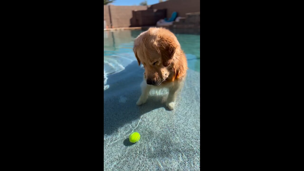 Dogs Lose Ball in the Pool