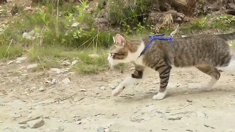 Injured Cat Accepts to Wear Shoes