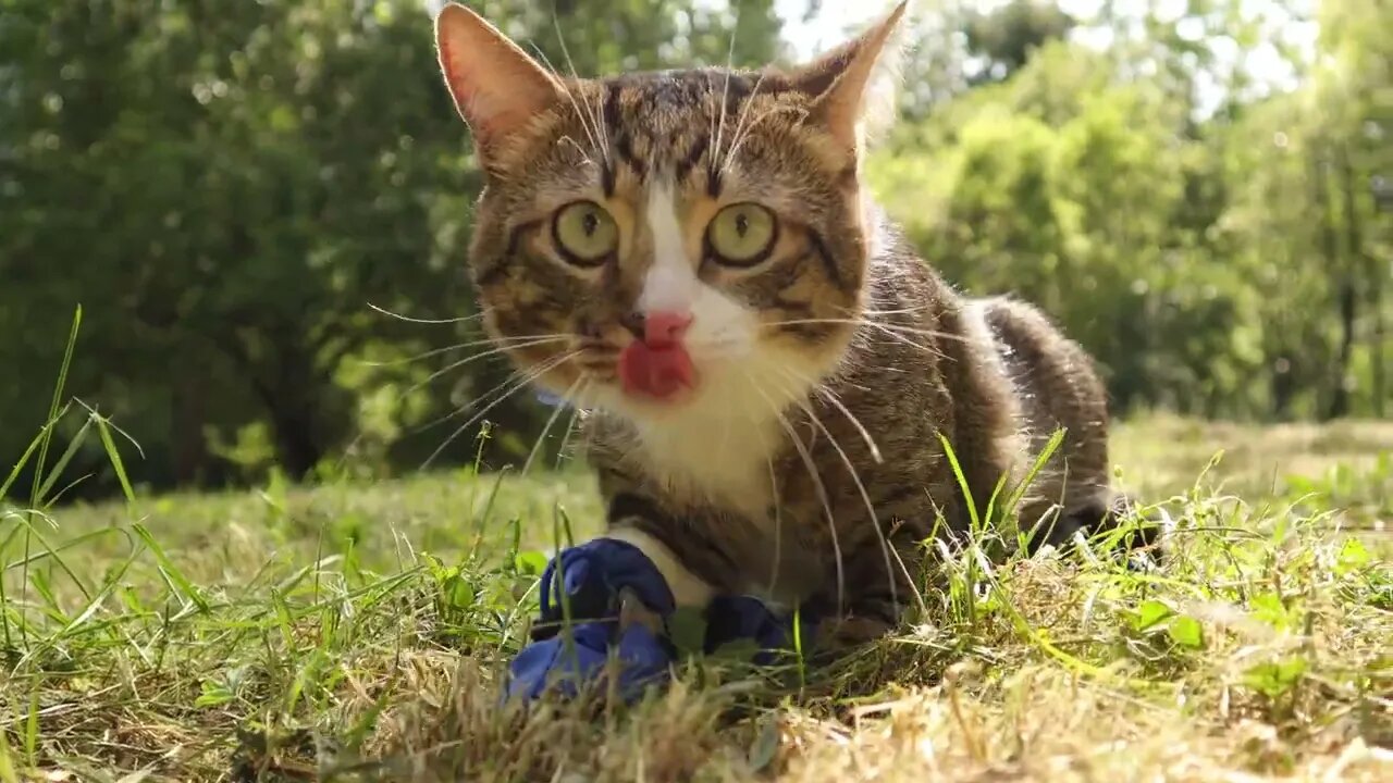 Puss in Boots Relaxes on a Meadow