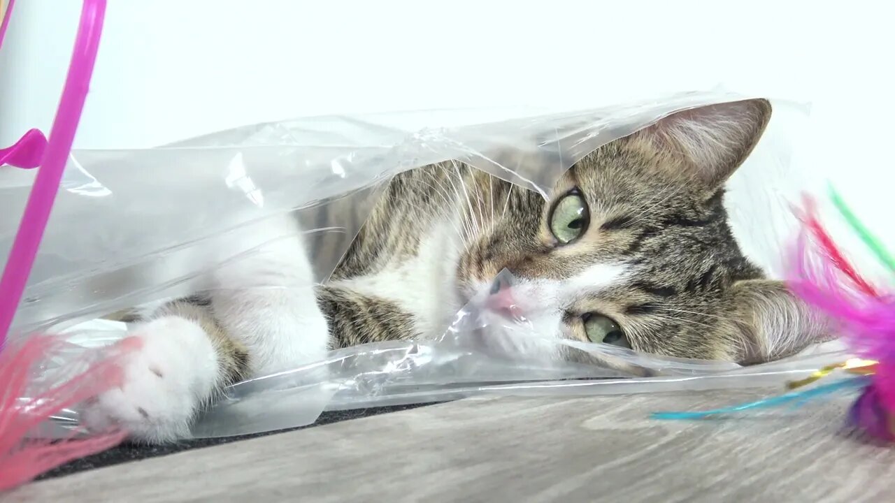 Funny Cat Plays from a Plastic Bag