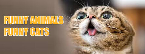 Funny animals - Funny cats / dogs - Funny animal videos 2024