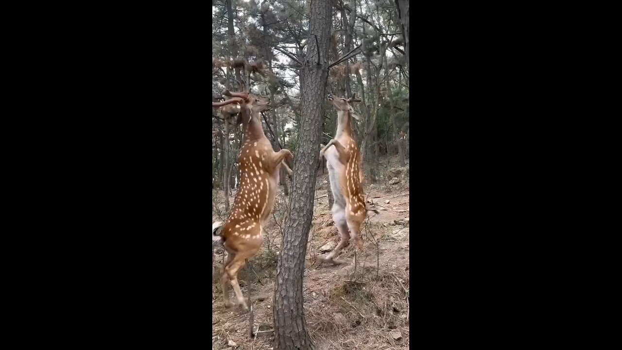 "🐾 Epic Animal Boxing Match: Hilarious Furry Fighters in Action! 😂"