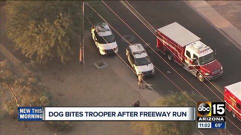 Dog bites trooper after freeway run