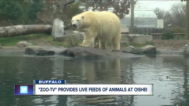 Zoo-TV provides live feeds for kids in OCH