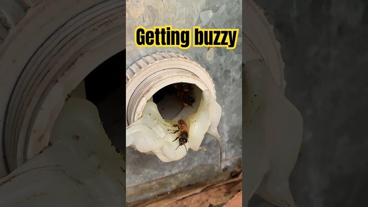 Bees in a power box #bees #insect #bugs #nature #macrophotography #flower