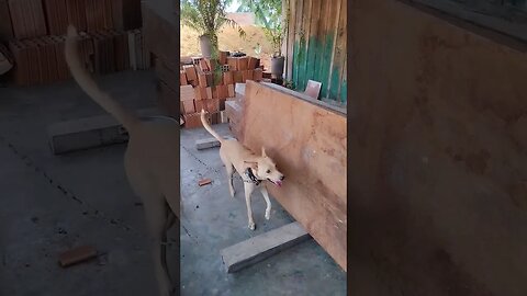 #dance #dog #cute