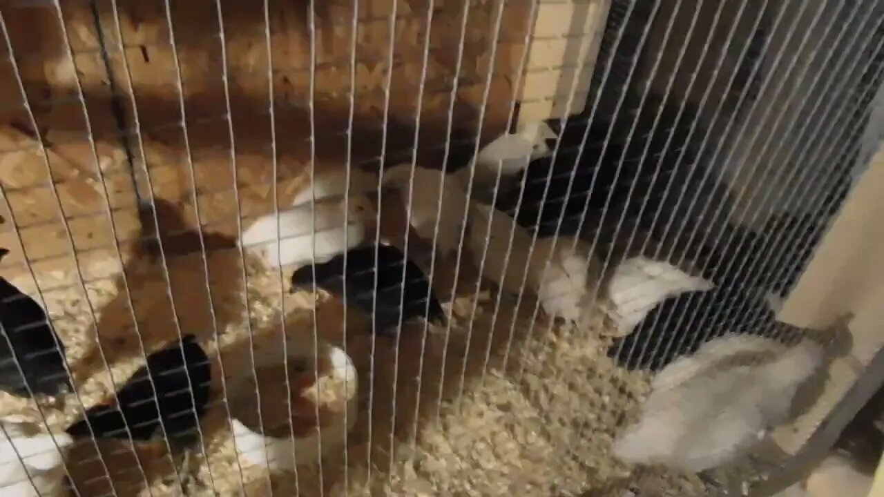 The new baby 🐤🐥 sure are growing fast