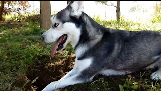 Husky's favourite sport: Digging!