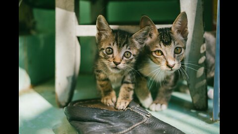 Cute Kittens Talking!