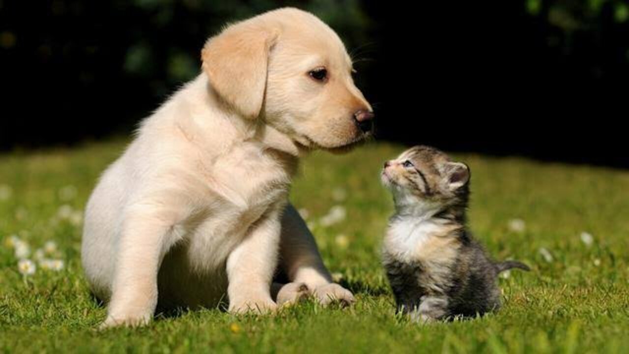 Funny Cats vs Dogs