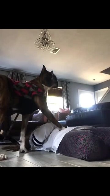 Dog Has Heart-breaking Reaction When Owner Pretends To Die