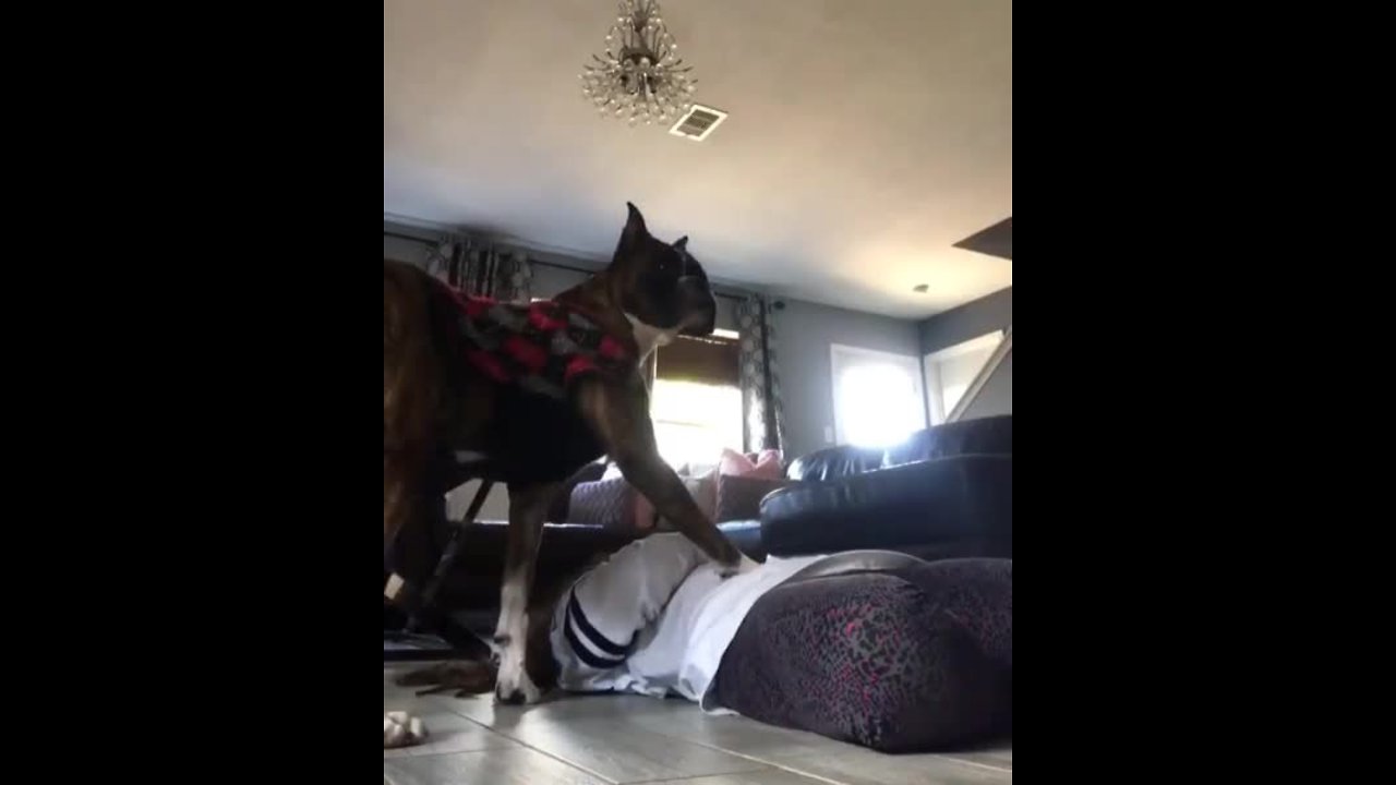 Dog Has Heart-breaking Reaction When Owner Pretends To Die