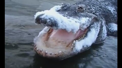 Funny Alligator