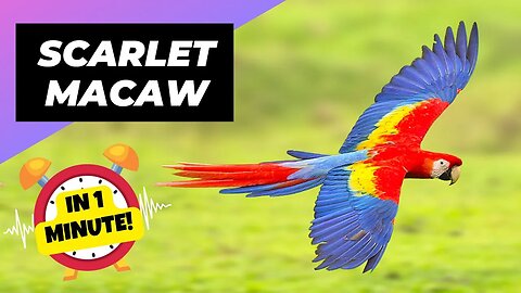 Scarlet Macaw - In 1 Minute! 🦜 One Of The Most Beautiful Parrots In The World | 1 Minute Animals